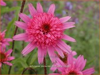 Echinacea purpurea &#39;Mini Belle&#39;