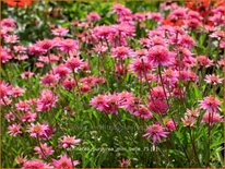 Echinacea purpurea &#39;Mini Belle&#39;