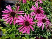 Echinacea purpurea &#39;Purple Emperor&#39;