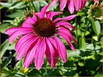 Echinacea purpurea &#39;Purple Emperor&#39;