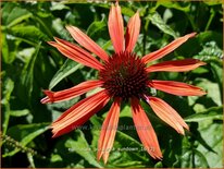 Echinacea purpurea &#39;Sundown&#39;