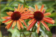 Echinacea purpurea &#39;Sundown&#39;