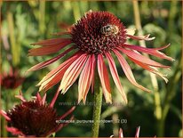 Echinacea purpurea &#39;Sundown&#39;