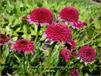 Echinacea purpurea &#39;Sweet Sixteen&#39;