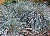 Elymus magellanicus