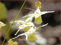 Epimedium &#39;Flowers of Sulphur&#39;