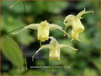 Epimedium &#39;Flowers of Sulphur&#39;