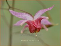 Epimedium &#39;Pink Elf&#39;