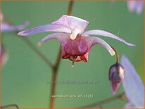 Epimedium &#39;Pink Elf&#39;