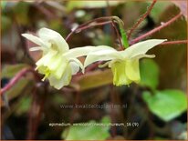 Epimedium versicolor &#39;Neosulphureum&#39;