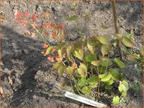 Epimedium warleyense