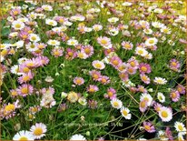 Erigeron karvinskianus