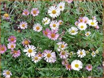 Erigeron karvinskianus