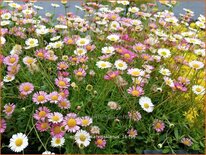 Erigeron karvinskianus