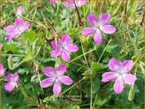 Erodium manescavii