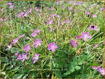 Erodium manescavii