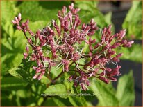 Eupatorium maculatum &#39;Phantom&#39;