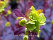 Euphorbia amygdaloides &#39;Purpurea&#39;