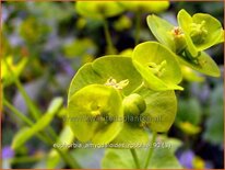 Euphorbia amygdaloides robbiae