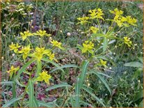 Euphorbia ceratocarpa