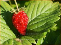 Fragaria vesca &#39;Alexandria&#39;