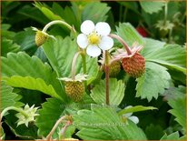 Fragaria vesca &#39;Alexandria&#39;