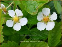 Fragaria vesca &#39;Alexandria&#39;