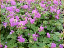 Geranium cantabrigiense &#39;Cambridge&#39;