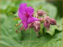 Geranium macrorrhizum &#39;Czakor&#39;