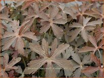 Geranium maculatum &#39;Elizabeth Ann&#39;