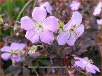 Geranium maculatum &#39;Elizabeth Ann&#39;