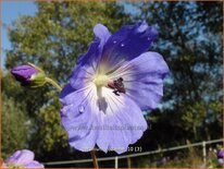 Geranium &#39;Rozanne&#39;