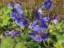 Geranium &#39;Rozanne&#39;