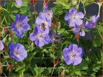 Geranium &#39;Rozanne&#39;