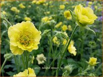 Geum &#39;Banana Daiquiri&#39;