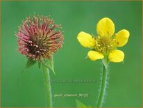 Geum urbanum