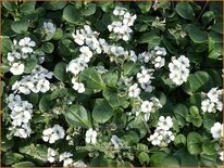 Gypsophila cerastioides