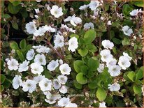 Gypsophila cerastioides