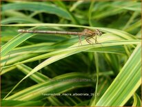 Hakonechloa macra &#39;Albostriata&#39;