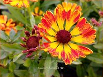 Helenium &#39;Fuego&#39;