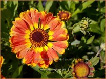 Helenium &#39;Fuego&#39;