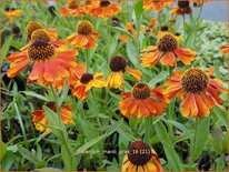 Helenium &#39;Mardi Gras&#39;