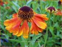 Helenium &#39;Mardi Gras&#39;