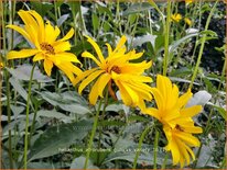 Helianthus atrorubens &#39;Gullick&#39;s Variety&#39;