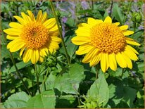 Helianthus decapetalus &#39;Meteor&#39;