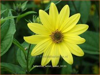 Helianthus &#39;Lemon Queen&#39;