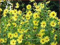 Helianthus &#39;Lemon Queen&#39;