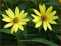 Helianthus &#39;Lemon Queen&#39;