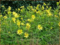 Helianthus &#39;Lemon Queen&#39;