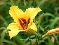 Hemerocallis &#39;Bonanza&#39;